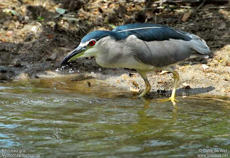 Black-crowned Night Heronadult