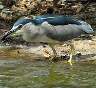 Black-crowned Night Heron