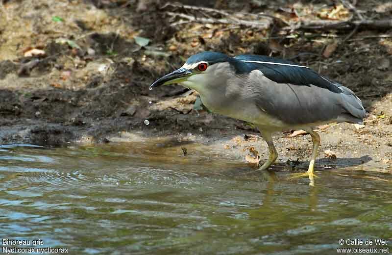 Black-crowned Night Heronadult