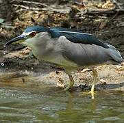 Black-crowned Night Heron