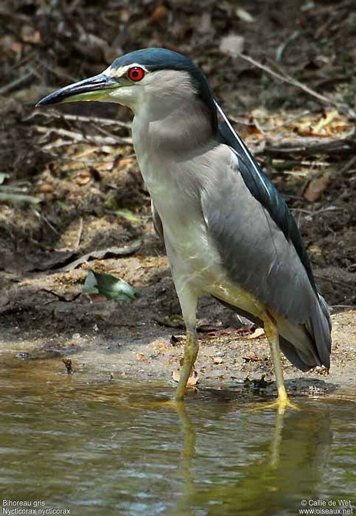 Black-crowned Night Heronadult