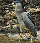 Black-crowned Night Heron