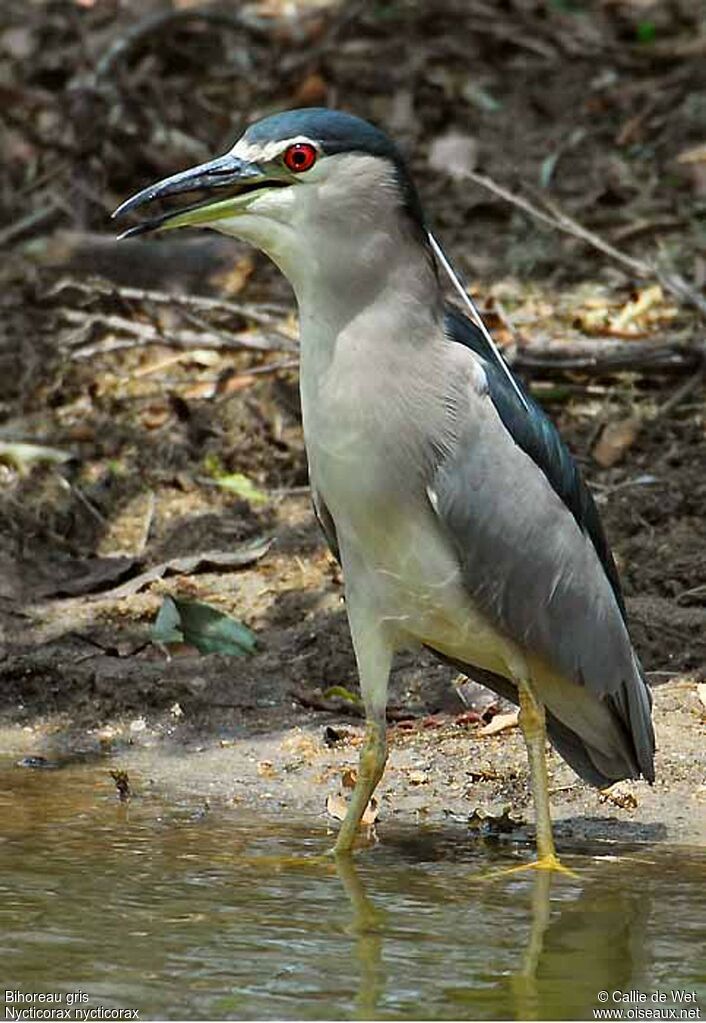 Black-crowned Night Heronadult