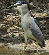 Black-crowned Night Heron