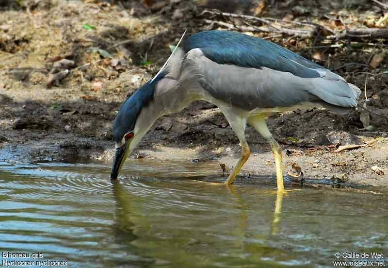 Black-crowned Night Heronadult