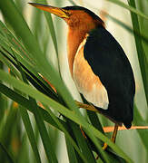 Little Bittern