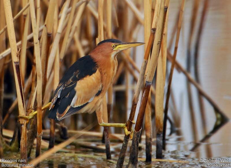 Little Bittern male adult