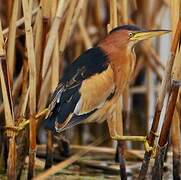 Little Bittern