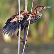 Little Bittern