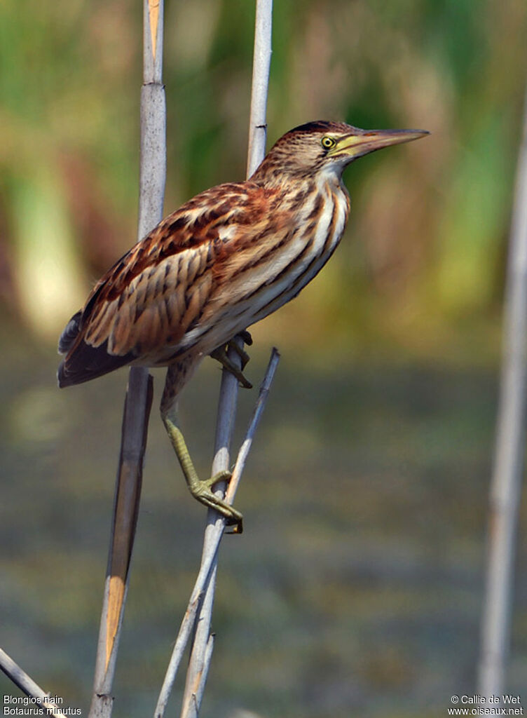 Little Bitternjuvenile