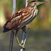 Little Bittern