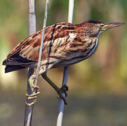 Little Bittern