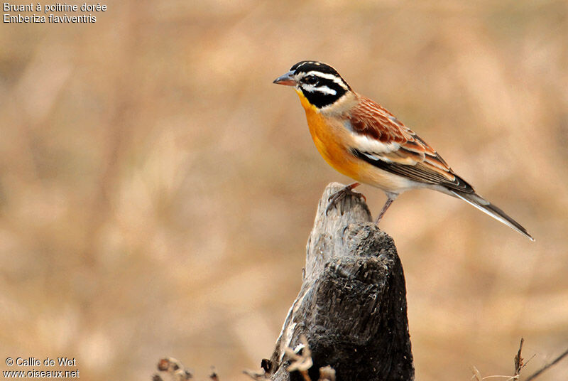 Bruant à poitrine dorée femelle adulte