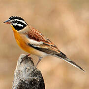 Golden-breasted Bunting