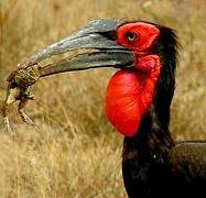 Southern Ground Hornbill