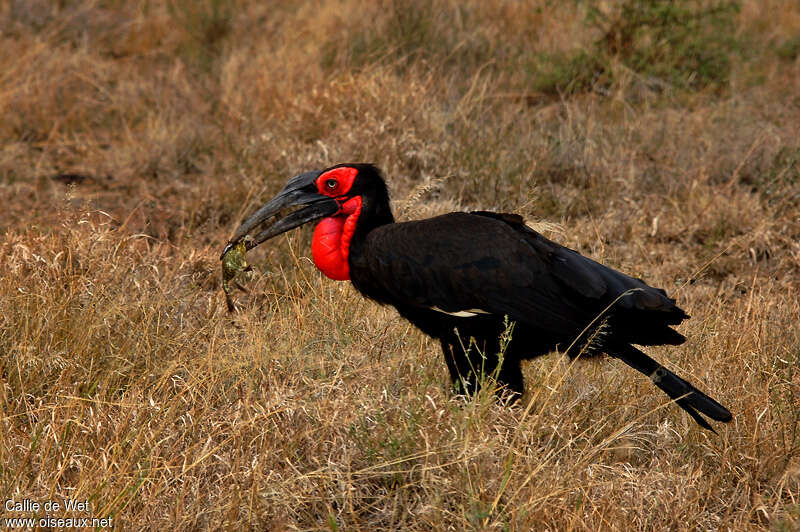 Southern Ground Hornbill male adult, feeding habits, fishing/hunting