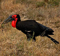 Southern Ground Hornbill