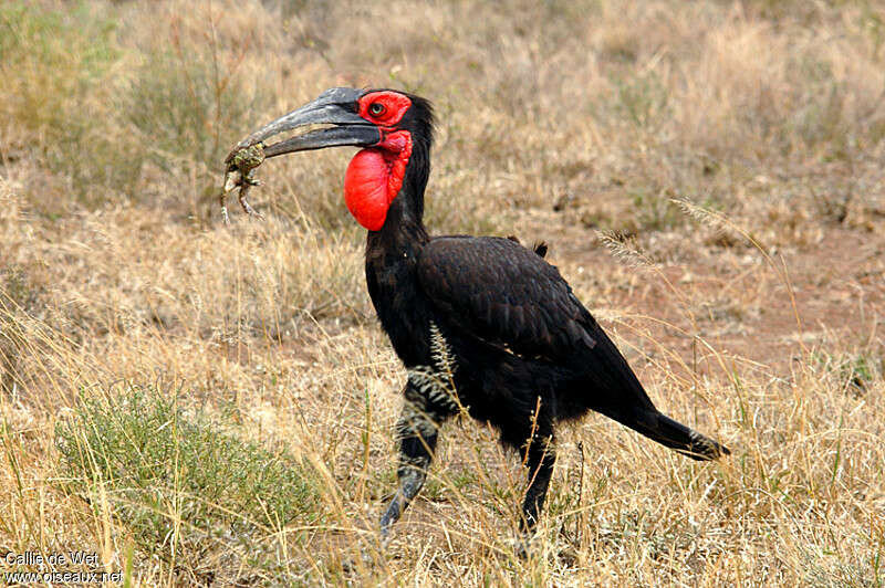 Southern Ground Hornbill, feeding habits