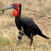 Southern Ground Hornbill