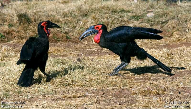 Southern Ground Hornbill adult