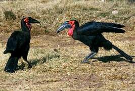 Southern Ground Hornbill