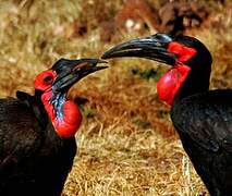 Southern Ground Hornbill