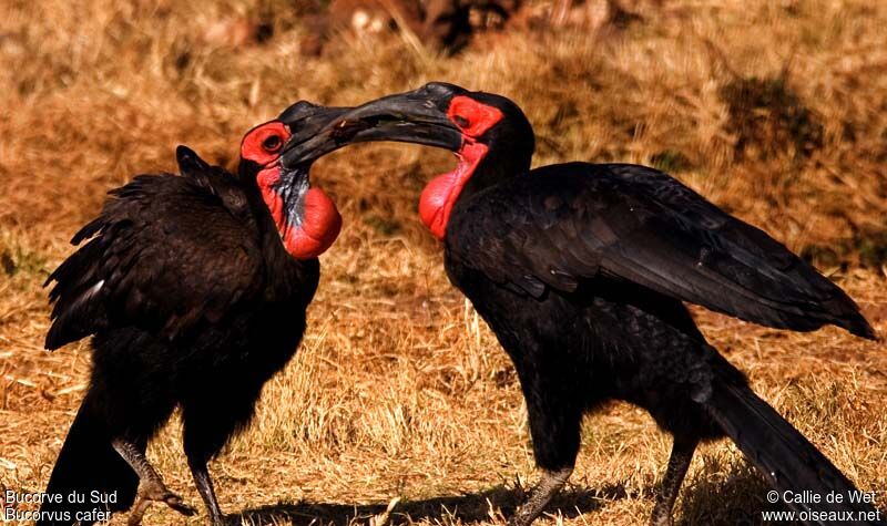 Southern Ground Hornbill adult