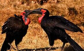 Southern Ground Hornbill