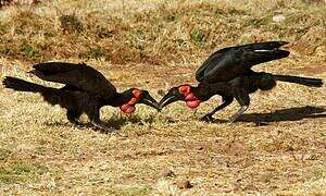 Southern Ground Hornbill