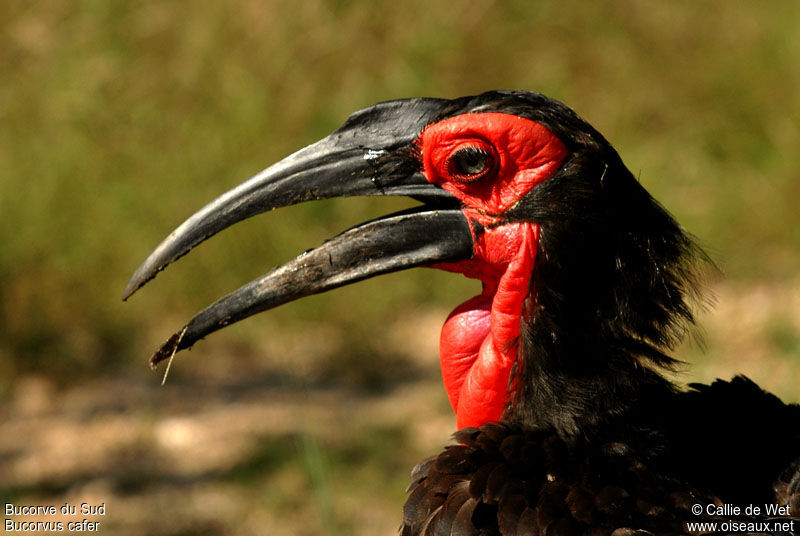 Southern Ground Hornbill male adult