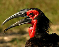 Southern Ground Hornbill