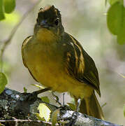 Yellow-bellied Greenbul