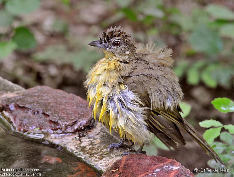 Yellow-bellied Greenbul