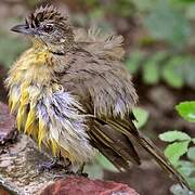 Bulbul à poitrine jaune