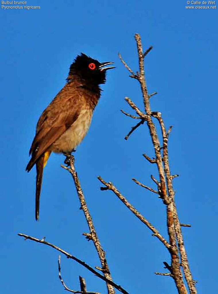 Bulbul brunoiradulte