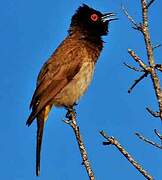 African Red-eyed Bulbul