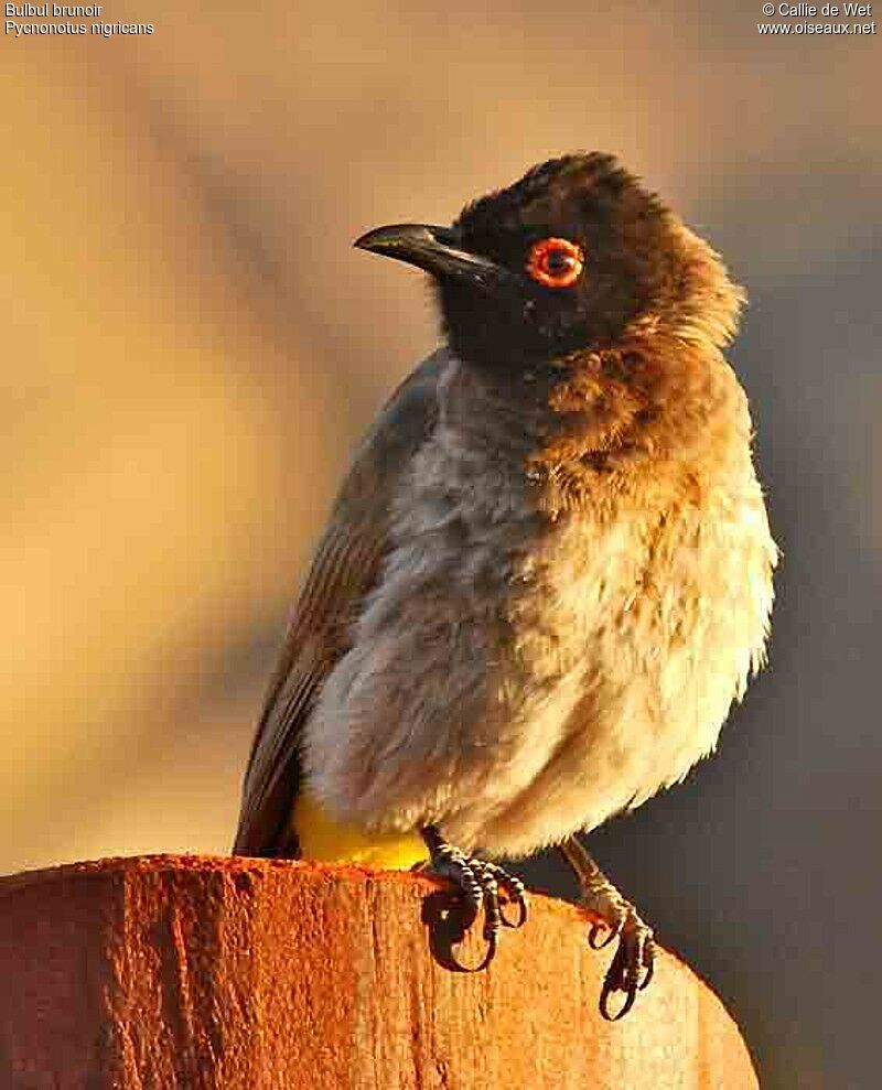 Bulbul brunoiradulte