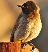 African Red-eyed Bulbul