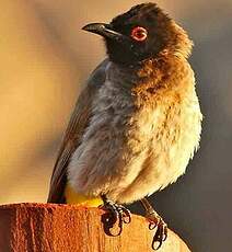 Bulbul brunoir