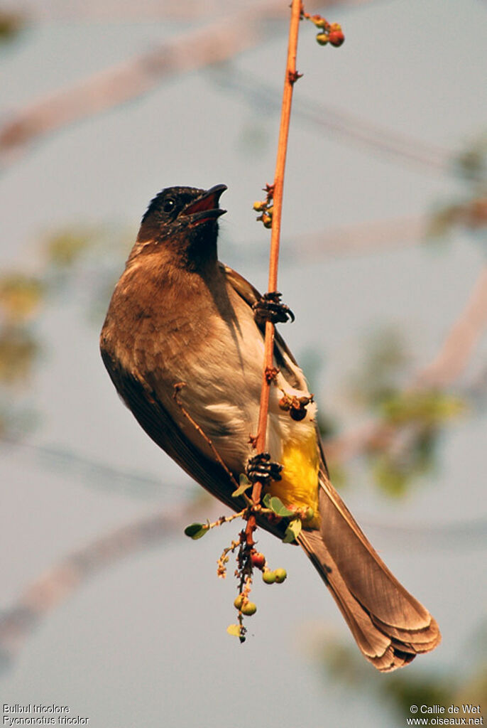 Bulbul tricolore