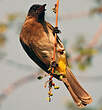 Bulbul tricolore