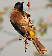 Dark-capped Bulbul