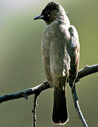 Dark-capped Bulbul