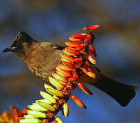 Dark-capped Bulbul