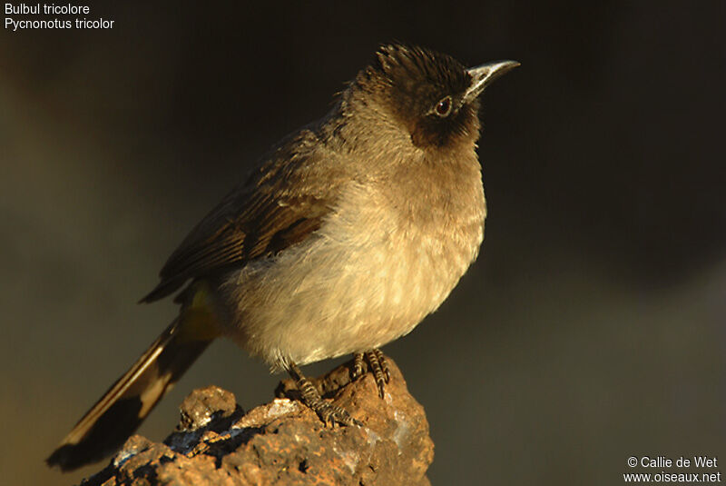 Bulbul tricolore