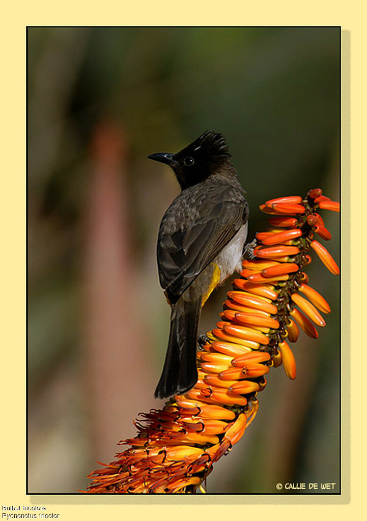 Dark-capped Bulbul