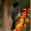 Bulbul tricolore