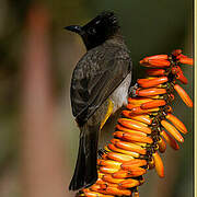 Dark-capped Bulbul