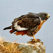 Jackal Buzzard