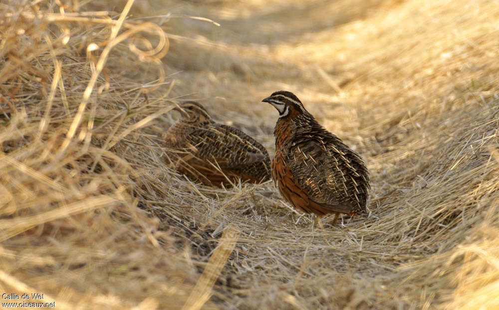 Harlequin Quailadult, habitat